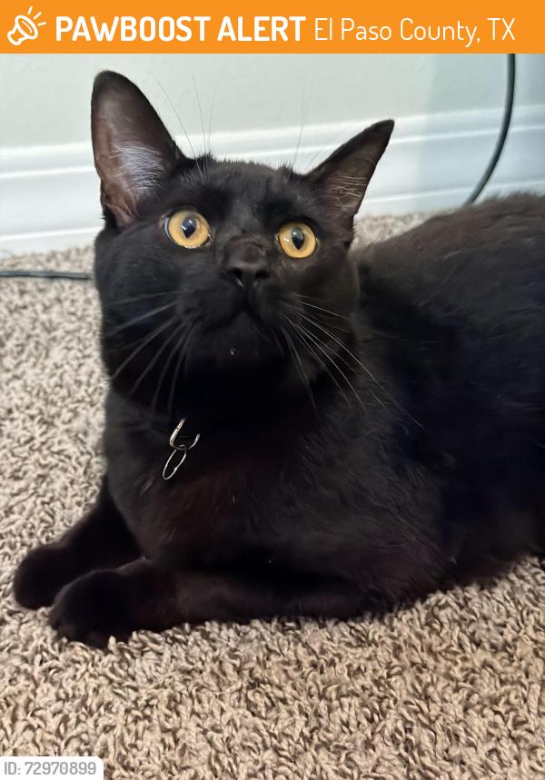 Found/Stray Unknown Cat last seen Near Summer Harmony Ave, El Paso County, TX 79928