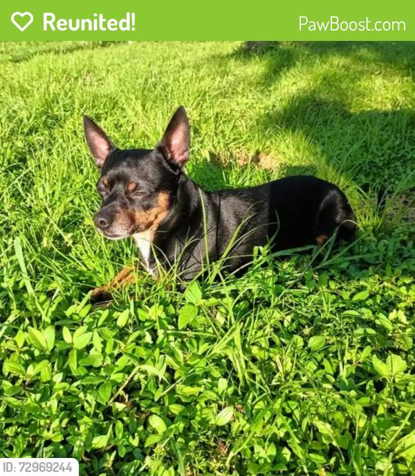 Reunited Male Dog last seen Ambrose Ln, Port Charlotte, FL 33952, USA, Port Charlotte, FL 33952