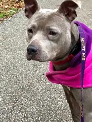 Lost Female Dog last seen Elliston Rd & Sharp, Memphis, TN 38111