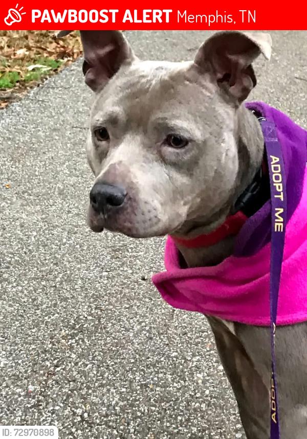Lost Female Dog last seen Elliston Rd & Sharp, Memphis, TN 38111