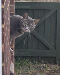 Found/Stray Unknown Cat last seen Riley road, Tilehurst, England RG30 4UX