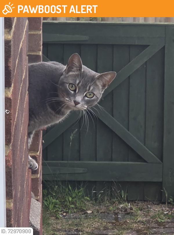 Found/Stray Unknown Cat last seen Riley road, Tilehurst, England RG30 4UX
