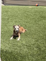 Lost Female Dog last seen Bloch & Soderblom Ave , San Diego, CA 92122