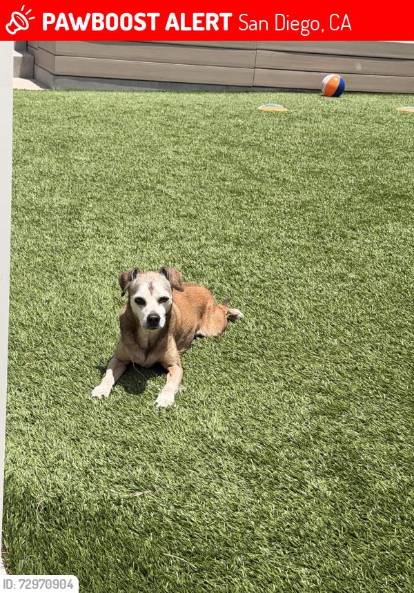 Lost Female Dog last seen Bloch & Soderblom Ave , San Diego, CA 92122