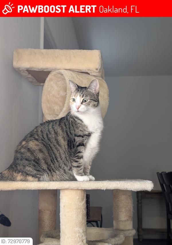 Lost Female Cat last seen Sherlock holmes Rd and title way STOREY GROVE COMMUNITY , Oakland, FL 34787