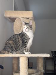 Lost Female Cat last seen Sherlock holmes Rd and title way STOREY GROVE COMMUNITY , Oakland, FL 34787