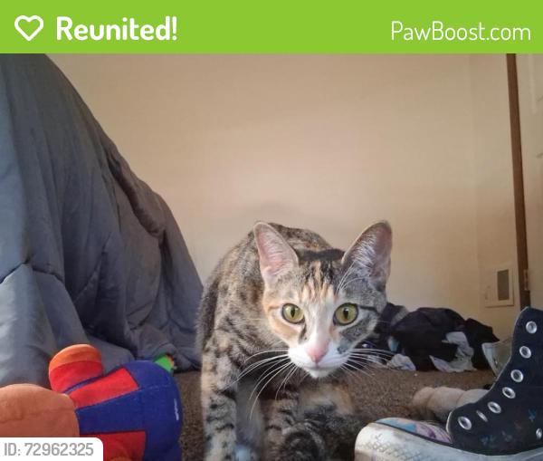 Reunited Female Cat last seen Romas pizza, Greeley, CO 80631