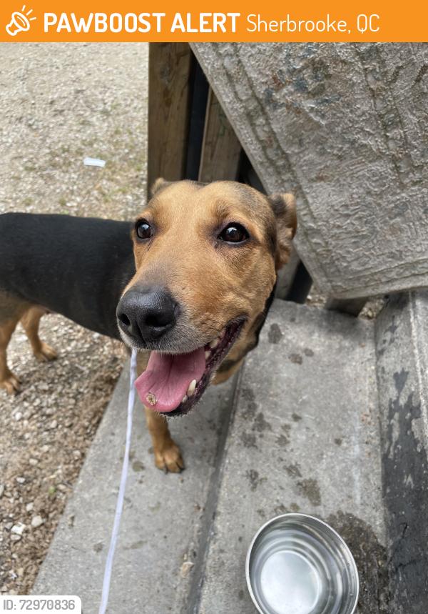 Found/Stray Female Dog last seen Ross at Sherbrook Winnipeg , Sherbrooke, QC 