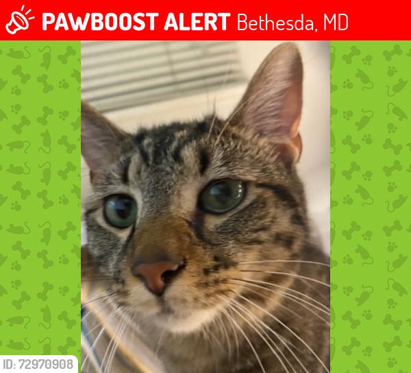 Lost Male Cat last seen Near Phoenix Drive Bethesda MD 20917, Bethesda, MD 20817