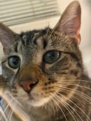 Lost Male Cat last seen Near Phoenix Drive Bethesda MD 20917, Bethesda, MD 20817