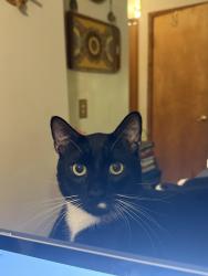 Lost Male Cat last seen Selnik and Irish, Brimfield, OH 44240