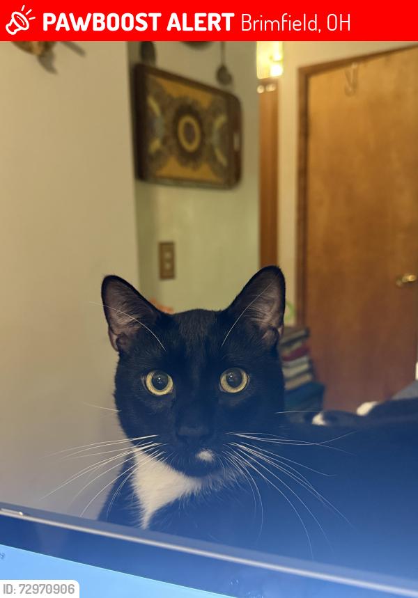 Lost Male Cat last seen Selnik and Irish, Brimfield, OH 44240