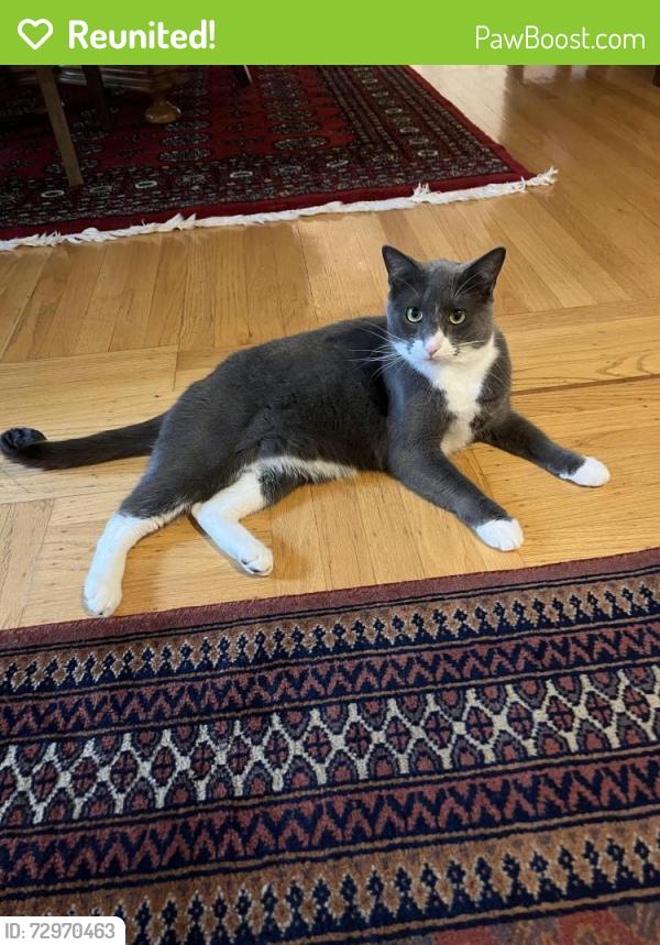 Reunited Male Cat last seen SW Canyon and SW Walker Rd, Portland, OR 97225