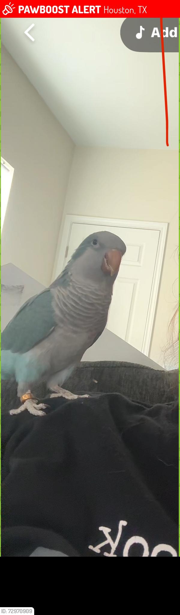 Lost Male Bird last seen Crestview, Houston, TX 77078
