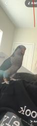 Lost Male Bird last seen Crestview, Houston, TX 77078