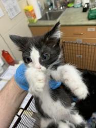 Shelter Stray Male Cat last seen North Charleston, SC 29418, North Charleston, SC 29406