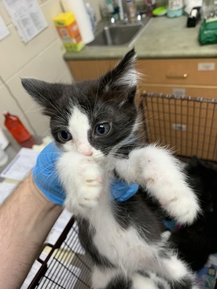 Shelter Stray Male Cat last seen North Charleston, SC 29418, North Charleston, SC 29406