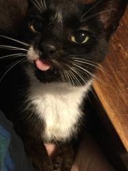 Reunited Male Cat last seen Early Rise St, Raleigh,North Carolina , Raleigh, NC 27610