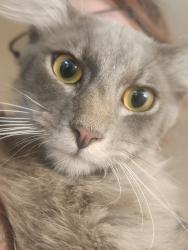 Found/Stray Male Cat last seen Glendale Ave and 27th Ave, Phoenix, AZ 85003