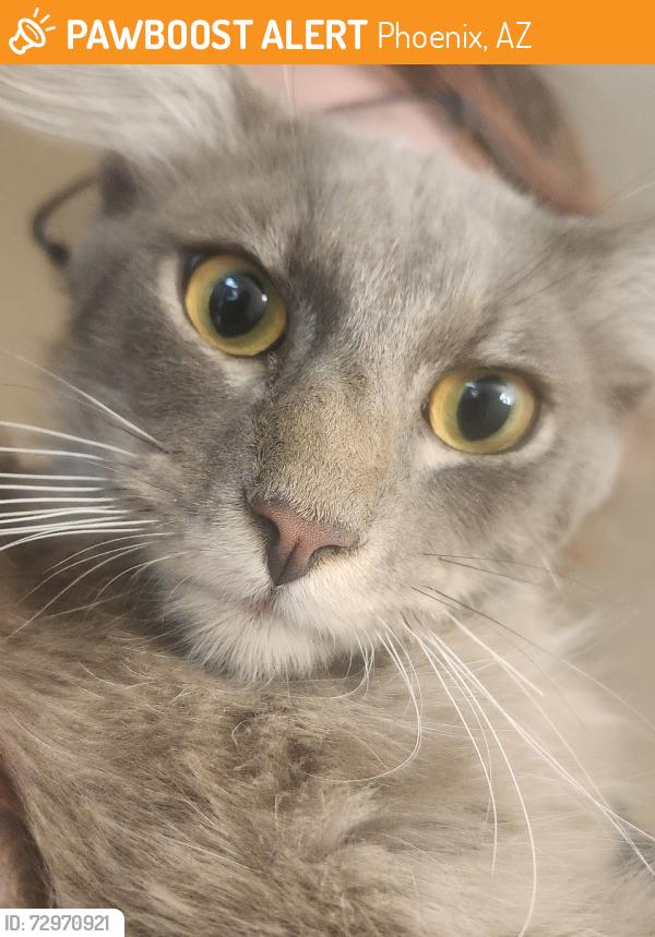 Found/Stray Male Cat last seen Glendale Ave and 27th Ave, Phoenix, AZ 85003