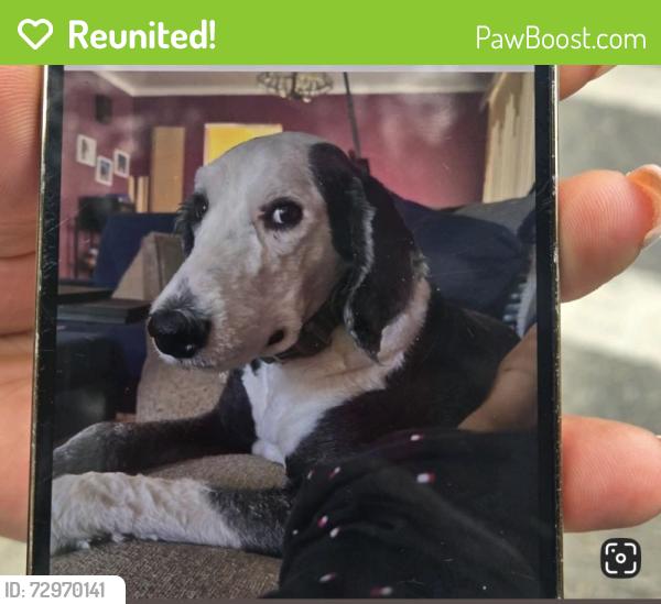 Reunited Male Dog last seen Racine and Adam's , Chicago, IL 60607
