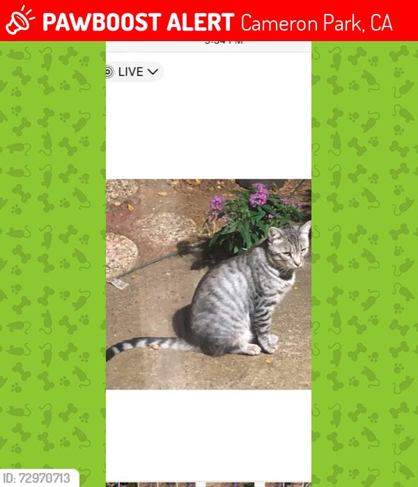 Lost Male Cat last seen Sandpiper Way, Cameron Park, CA 95682