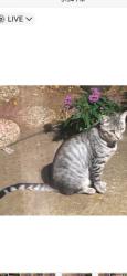 Lost Male Cat last seen Sandpiper Way, Cameron Park, CA 95682