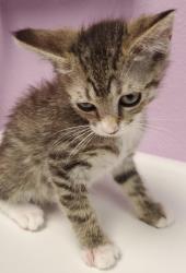 Shelter Stray Female Cat last seen Near TAXCO DR, EL PASO, TX, 79915, CITY of El Paso, TX, Fort Bliss, TX 79906