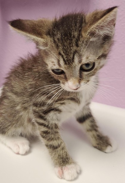 Shelter Stray Female Cat last seen Near TAXCO DR, EL PASO, TX, 79915, CITY of El Paso, TX, 5001 Fred Wilson Ave, El Paso, TX 79906, USA