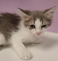 Shelter Stray Female Cat last seen Near TAXCO DR, EL PASO, TX, 79915, CITY of El Paso, TX, Fort Bliss, TX 79906