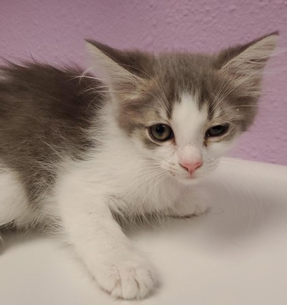 Shelter Stray Female Cat last seen Near TAXCO DR, EL PASO, TX, 79915, CITY of El Paso, TX, 5001 Fred Wilson Ave, El Paso, TX 79906, USA