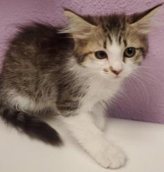 Shelter Stray Female Cat last seen Near TAXCO DR, EL PASO, TX, 79915, CITY of El Paso, TX, Fort Bliss, TX 79906