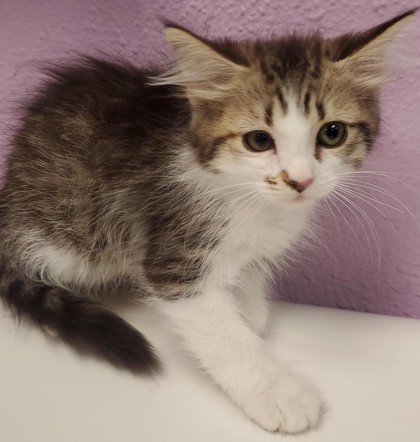 Shelter Stray Female Cat last seen Near TAXCO DR, EL PASO, TX, 79915, CITY of El Paso, TX, 5001 Fred Wilson Ave, El Paso, TX 79906, USA