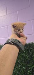 Shelter Stray Female Cat last seen Near White Tail, CITY of El Paso, TX, Fort Bliss, TX 79906