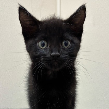 Shelter Stray Female Cat last seen Sherwood Heights, TX 77845, Bryan, TX 77807