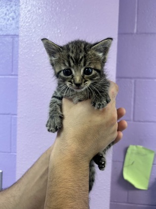 Shelter Stray Female Cat last seen Near Montana Ave, CITY of El Paso, NM, Fort Bliss, TX 79906