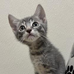 Shelter Stray Male Cat last seen Sherwood Heights, TX 77845, Bryan, TX 77807