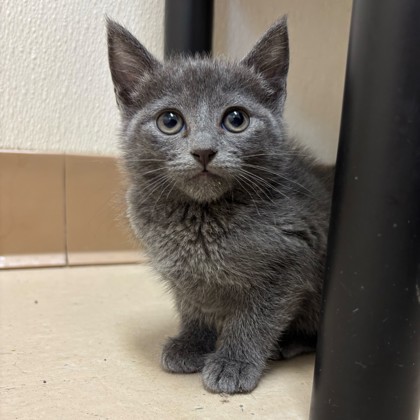 Shelter Stray Female Cat last seen Merlin Dr & Robin Dr, City of College Station, TX, 5359 Leonard Rd, Bryan, TX 77807, USA