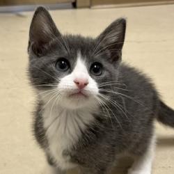 Shelter Stray Female Cat last seen Merlin Dr & Robin Dr, City of College Station, TX, 5359 Leonard Rd, Bryan, TX 77807, USA