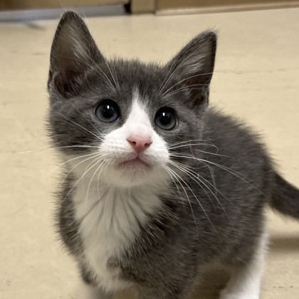 Shelter Stray Female Cat last seen Merlin Dr & Robin Dr, City of College Station, TX, 5359 Leonard Rd, Bryan, TX 77807, USA