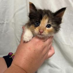 Shelter Stray Female Cat last seen College Station, TX 77845, Bryan, TX 77807