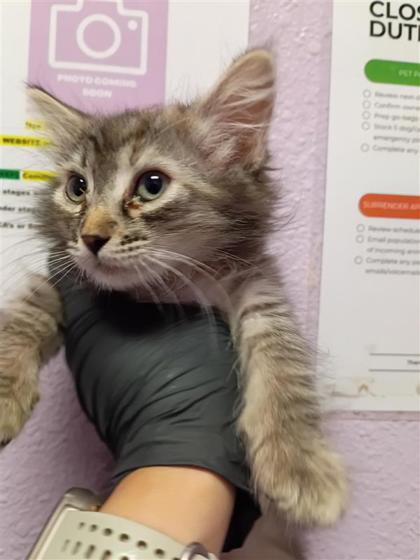 Shelter Stray Female Cat last seen Near CLAVEL DR 79907, CITY of El Paso, TX, Fort Bliss, TX 79906