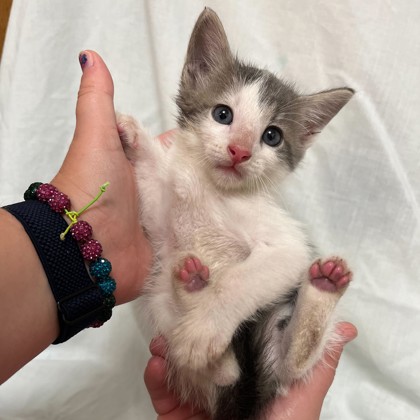Shelter Stray Male Cat last seen College Station, TX 77845, Bryan, TX 77807