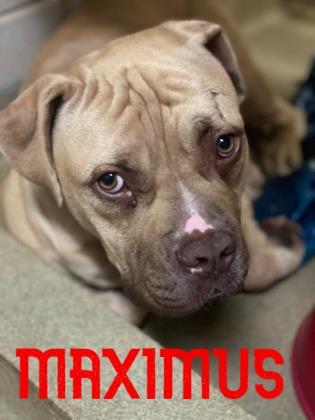 Shelter Stray Male Dog last seen Spartanburg, SC 29301, Spartanburg, SC 29303