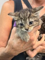 Shelter Stray Female Cat last seen Highland Point Cv, Memphis, TN, 935 Farm Rd, Memphis, TN 38134, USA
