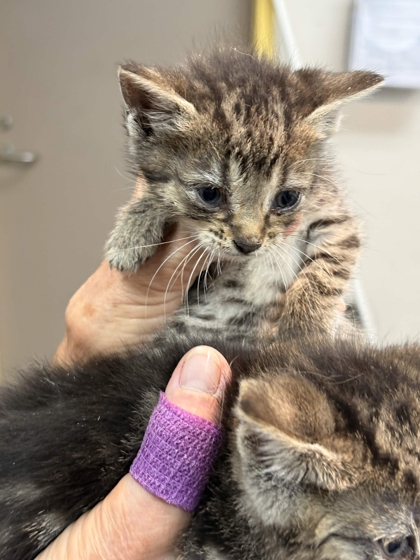 Shelter Stray Female Cat last seen Highland Point Cv, Memphis, TN, 935 Farm Rd, Memphis, TN 38134, USA