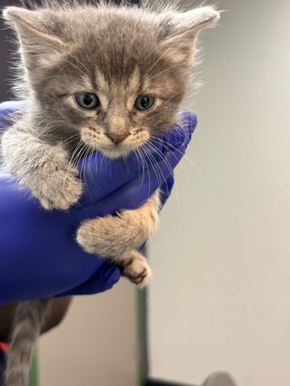 Shelter Stray Male Cat last seen Highland Point Cv, Memphis, TN, 935 Farm Rd, Memphis, TN 38134, USA