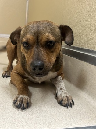 Shelter Stray Male Dog last seen Fairfield, OH 45014, Hamilton, OH 45011