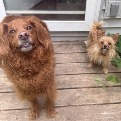 Shelter Stray Female Dog last seen Verona, WI 53593, Madison, WI 53718