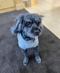 Lost Male Dog last seen W Forest Ave & River St, Neenah, WI 54956